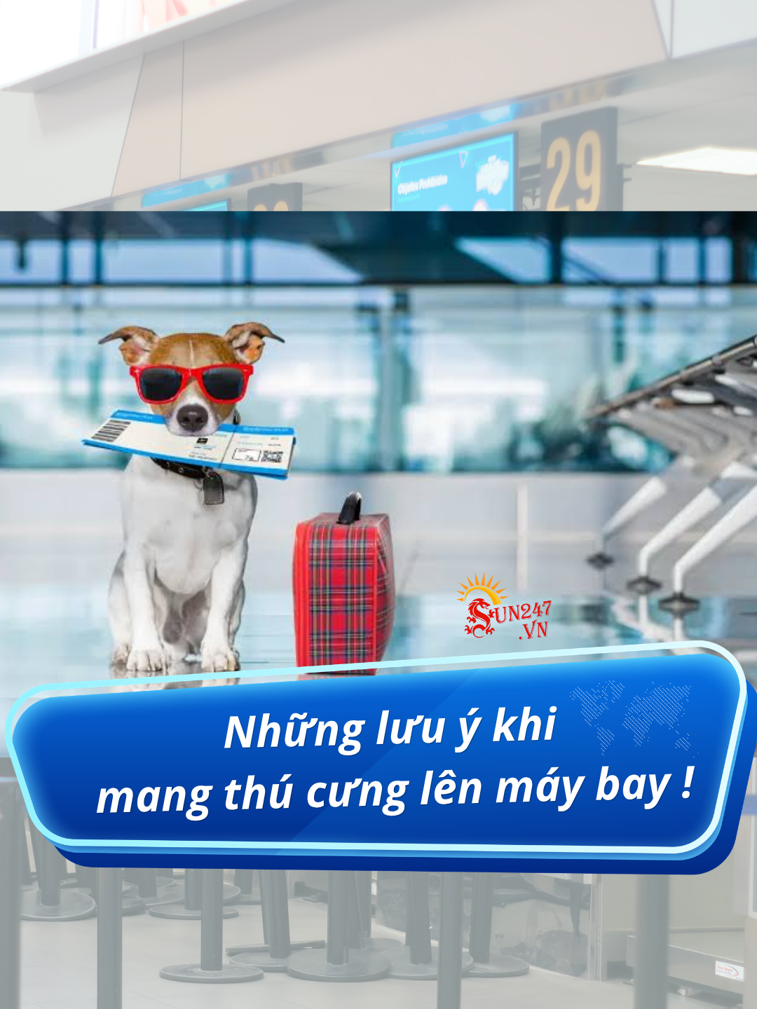 Mang Thú Cưng Lên Máy Bay: Quy Định & Điều Kiện